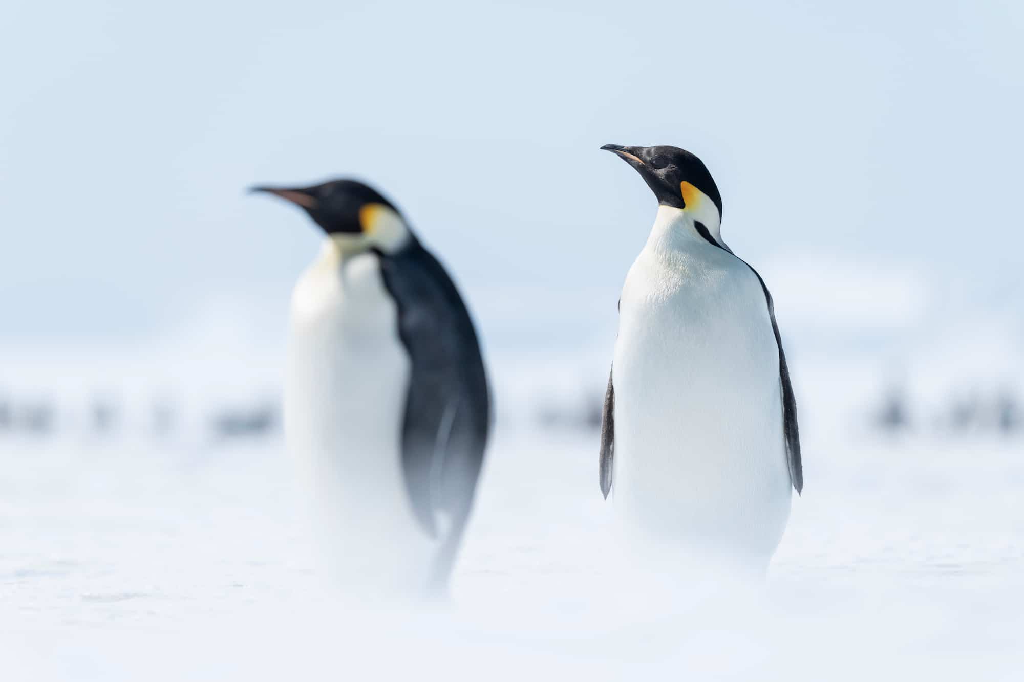 South Pole & Penguins