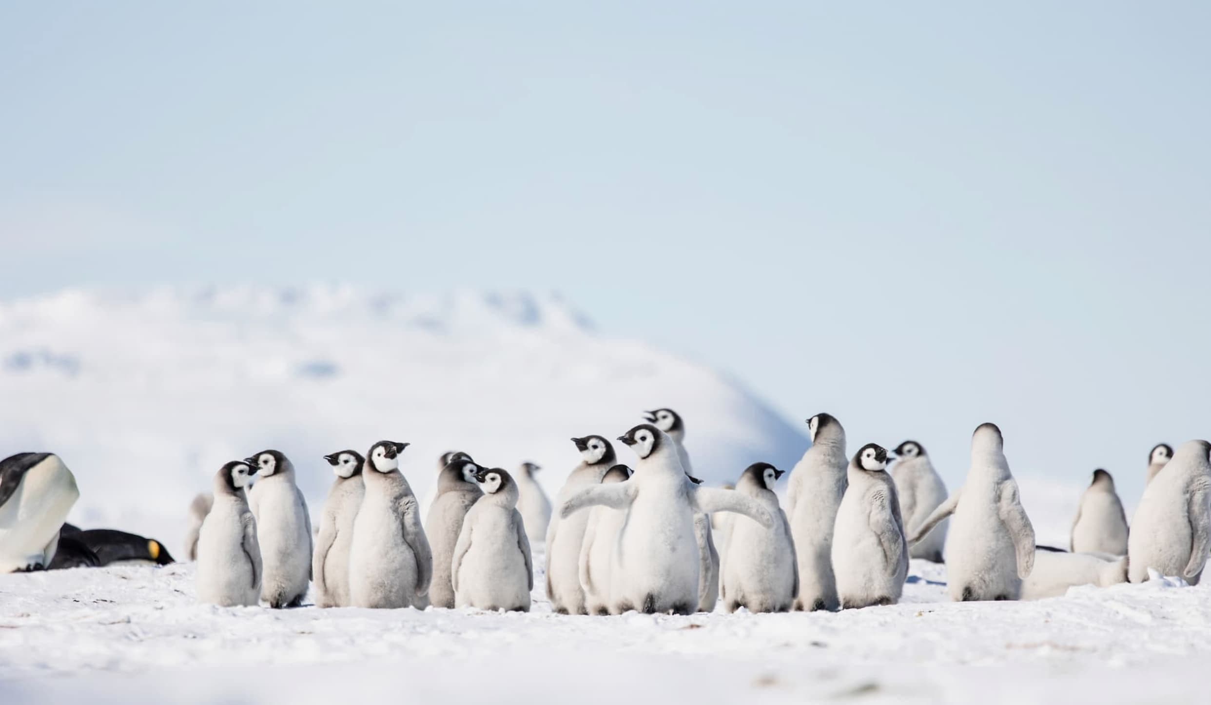 Baby Penguins & Blue Tunnels