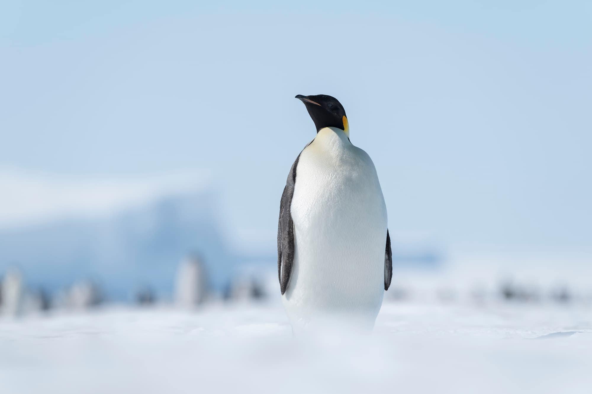 South Pole & Penguins